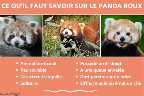 panda roux|Ce quil faut savoir sur le panda roux